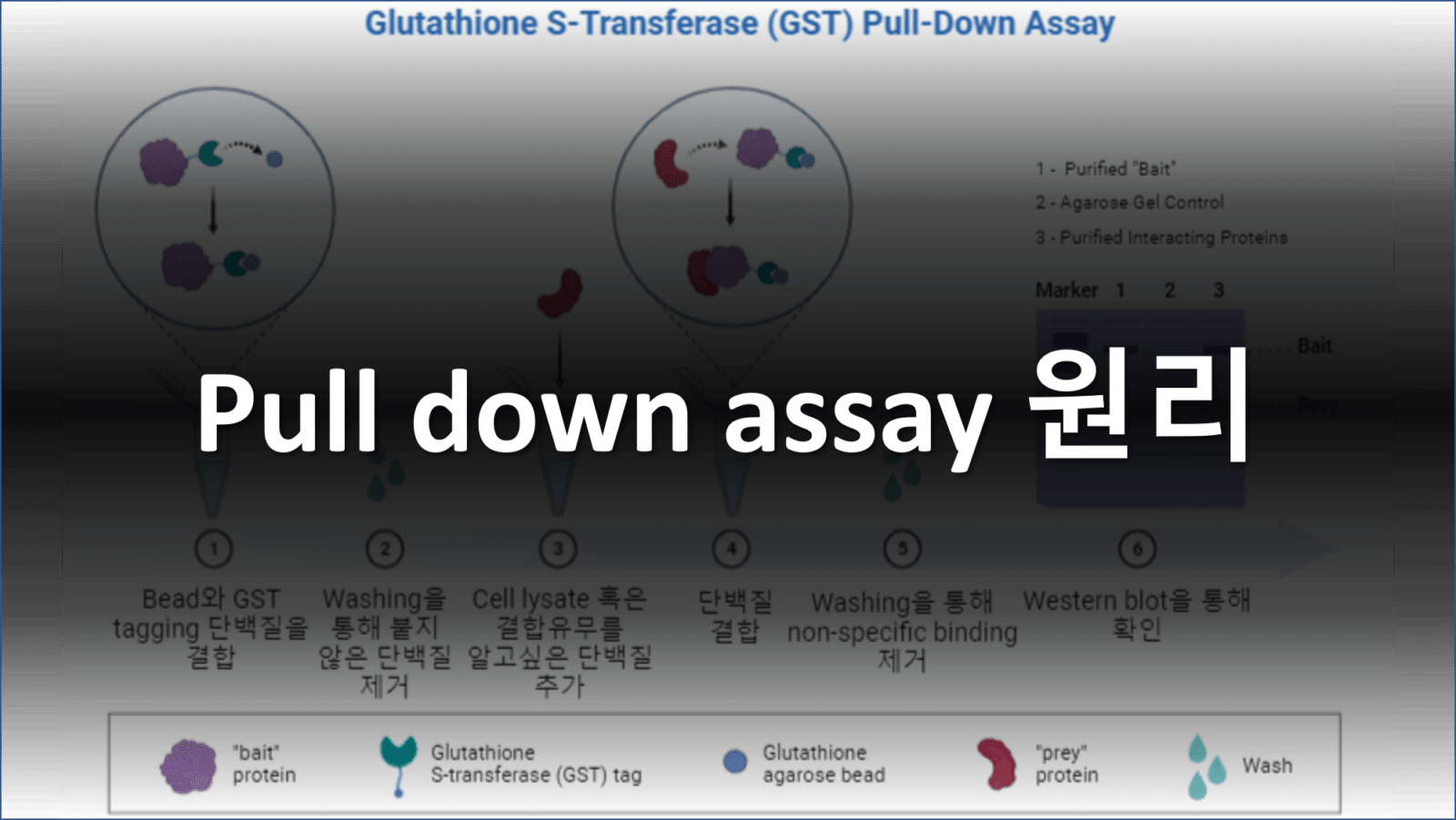 Pull Down Assay Explained - Printable Templates Protal