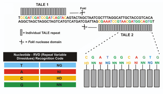 Transcription activator-like effector nucleases (Talen)  원리 / Talen 원리 / Genome editing 실험