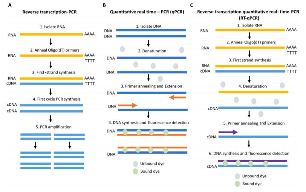 Revers transriptation - PCR / Quantitative real time - PCR (qPCR) / Reverse transcription quantitative real-time PCR (RT-qPCR) 원리 및 비교